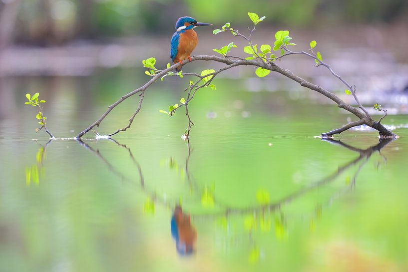Martin-Pêcheur par Martins-pêcheurs - Corné van Oosterhout