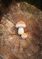 Champignon sur un tronc d'arbre