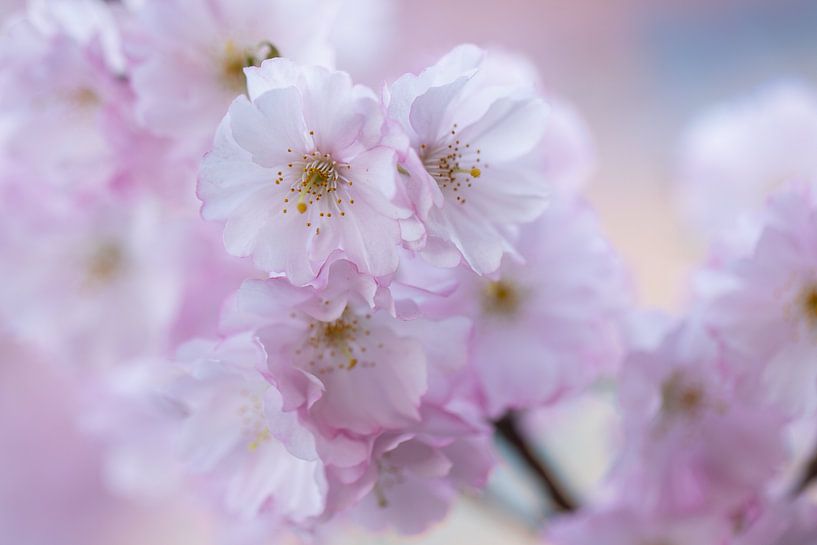 Blumen blühen von PeetMagneet