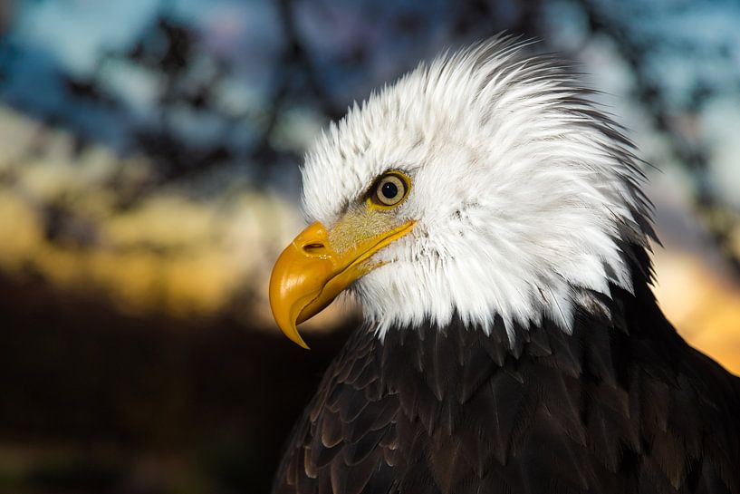 Amerikanischer kahler Adler bei Sonnenuntergang von Marjolijn van den Berg