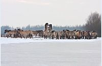 Konik horses in winter, Oostvaardersplassen