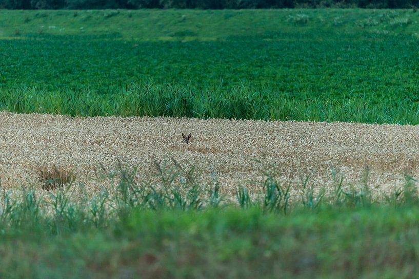 Hirsch - Cervus capreolus von Rob Smit
