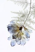 Plume - L'empreinte digitale des feuilles