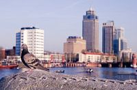 Zomer: Duifje op de Amstel 