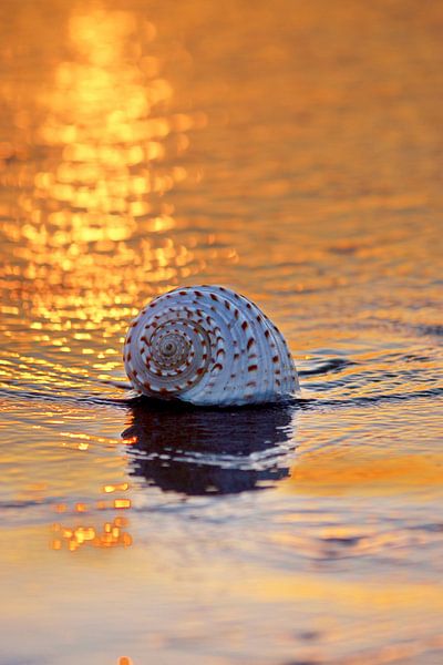 coquillage sur la plage dans le soleil du soir reflétant la lumière sur l'eau par BeeldigBeeld Food & Lifestyle