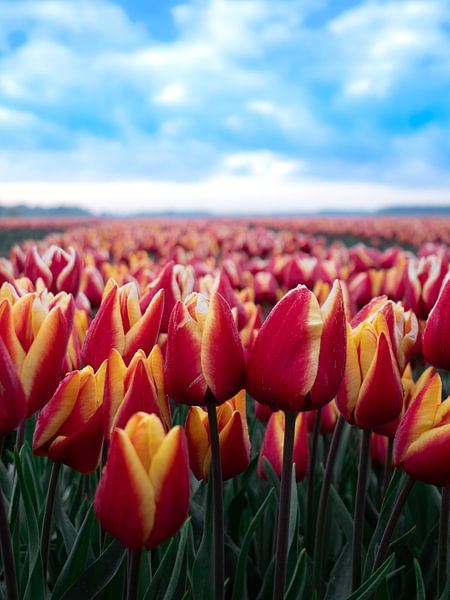 Brände von snippefotografie