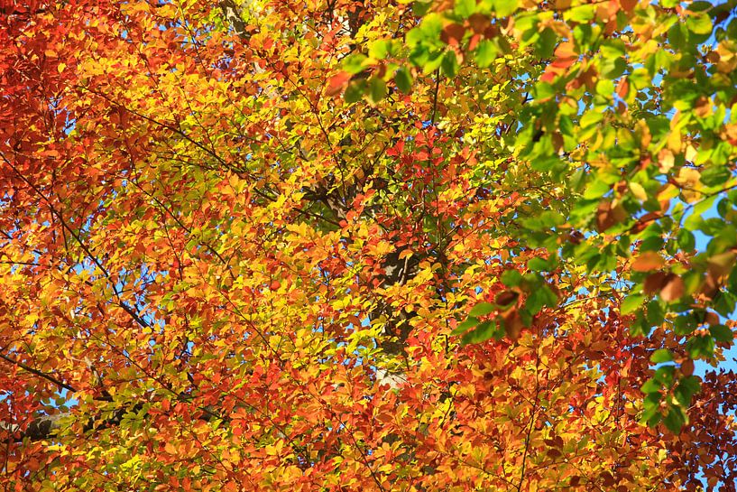 Magnificent beech by Thomas Jäger