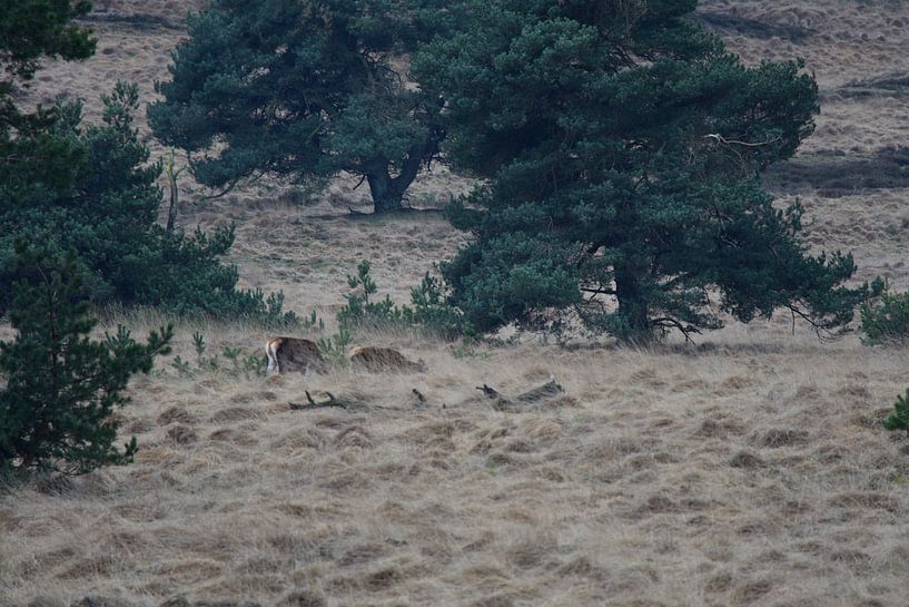 Deux cerfs dans la nature par Gerard de Zwaan