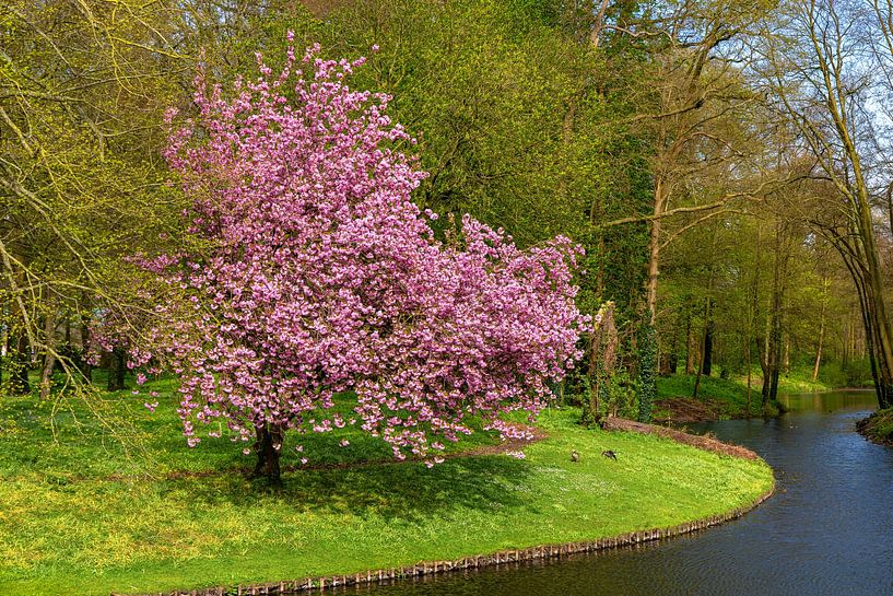 Japanese ornamental cherry in Achterhoek, Gelderland, the Netherlands by Adelheid Smitt