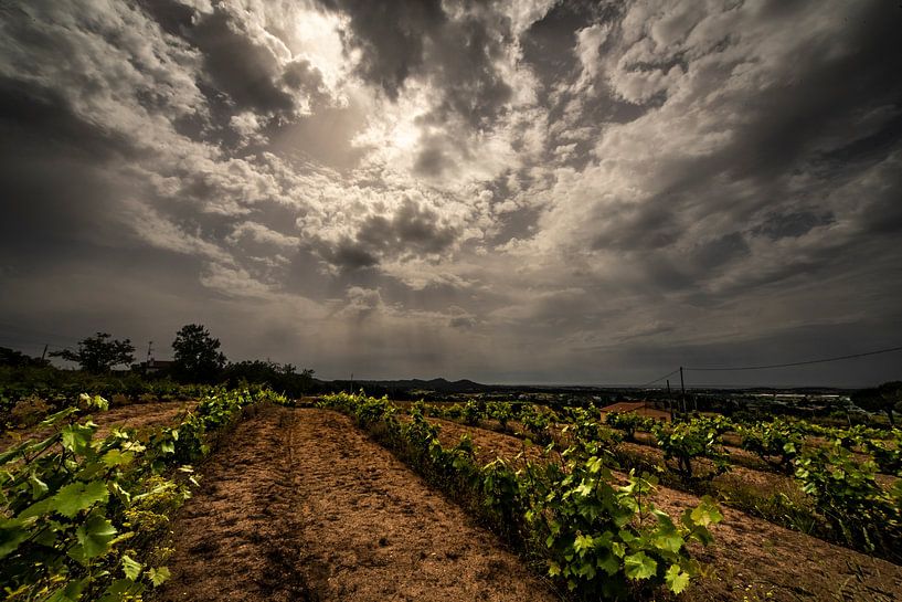 Vignes par René Nicolaes