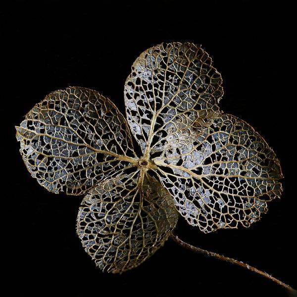 Hortensienblatt von Klaartje Majoor