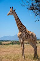 Girafe