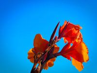 Bloem tegen de blauwe lucht