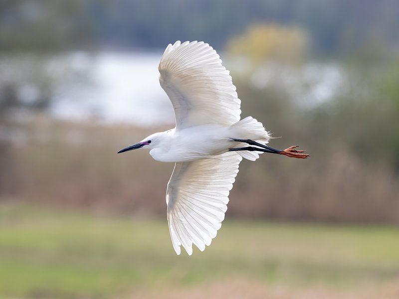 Seidenreiher im Flug von Teresa Bauer