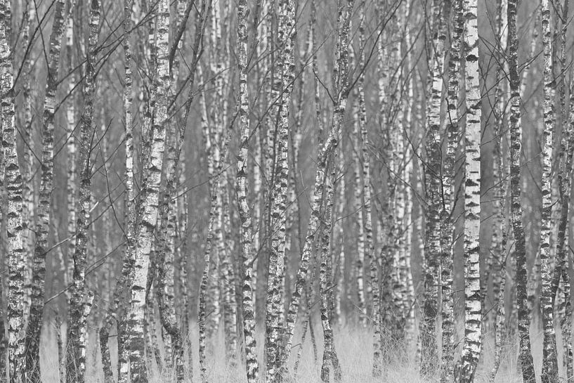 Can't see the forest for the trees by Robben