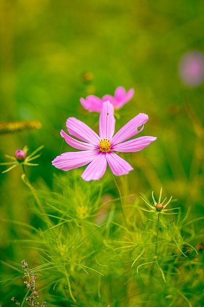 Frühlingsblume von Ansgar Peter