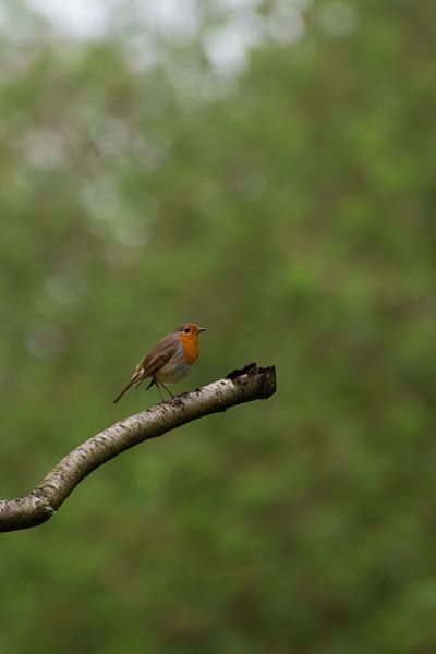 Robin on branch by fotomeisjeuitbrabant