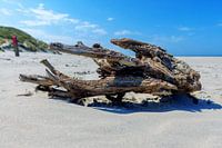 Terschelling - Wrakkhout op het Noordzeestrand