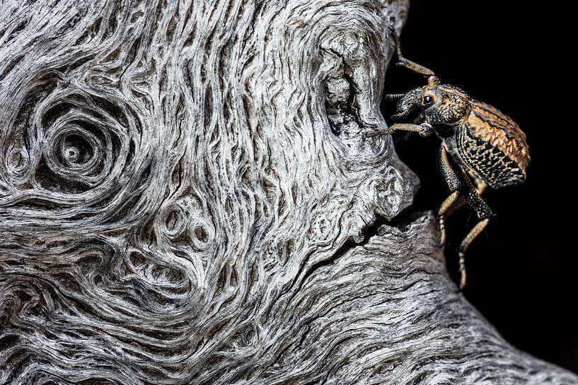 Face à face par Juan Jesus  Gonzalez Ahumada