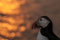 Puffin