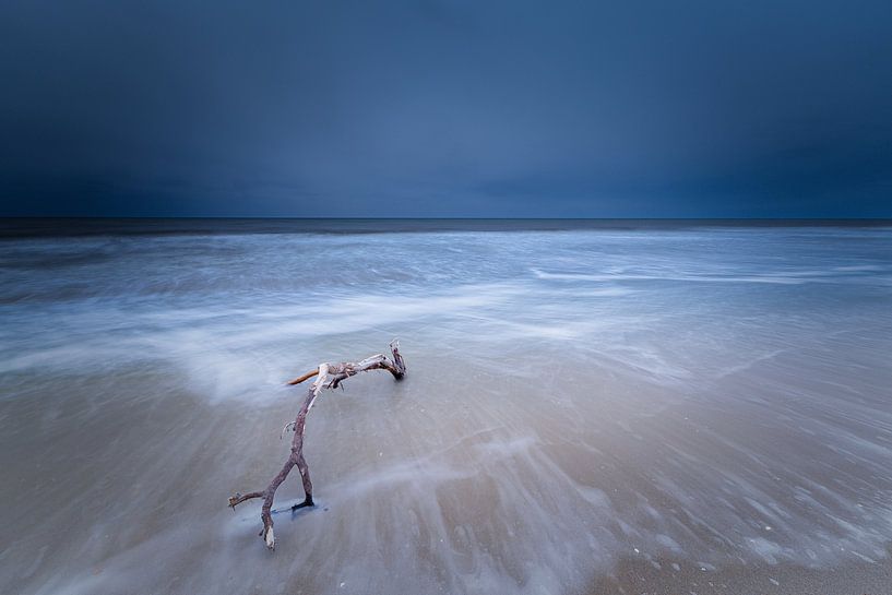 Branche épinglée sur la plage par peterheinspictures