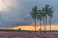 The Treek at evening red