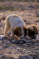 deux chiots qui se sont régalés de restes de repas.