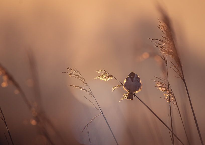 Vogel während der goldenen Stunde von natascha verbij