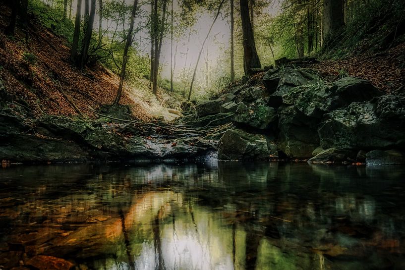 Reflectie in het bos van Rik Verslype