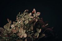 Coccinelle sur hortensia