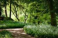 Daslook in het Amsterdamse bos