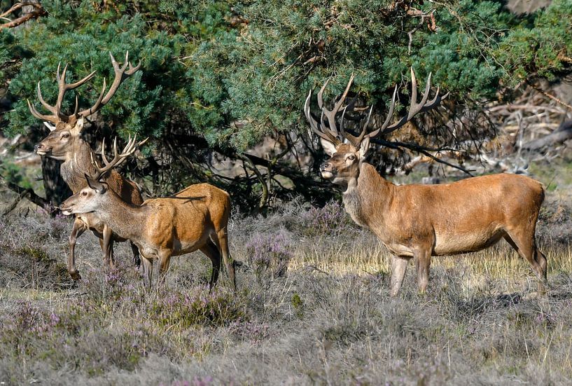 Les hommes cerfs rouges par Merijn Loch