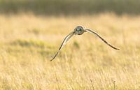 Hunting Short-eared Owl