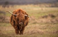 Scottish highlander in the dunes
