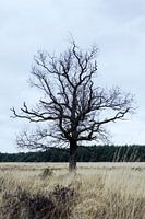 Deelerwoud, Veluwe Gelderland