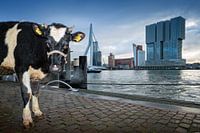 Vache à Rotterdam / Willemskade