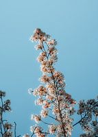 Cherry blossom in spring in the Netherlands