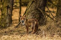 Portret van een vos III