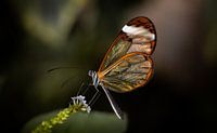 Glasswing butterfly