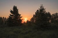 Goldener Sonnenuntergang durch die Bäume