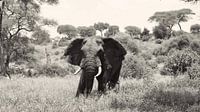Tarangire Elefant im Busch
