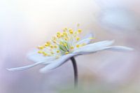 Contrôlez vos rêves