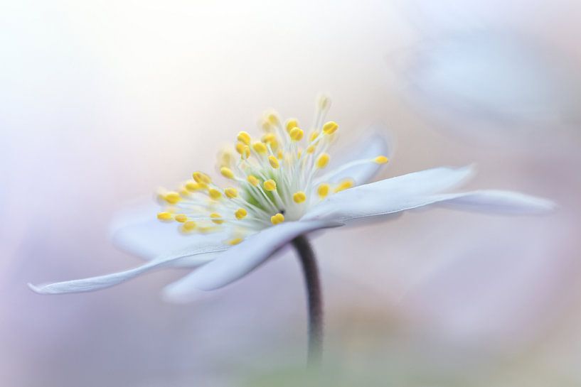 Contrôlez vos rêves par Bob Daalder