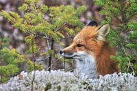 Bildnis eines Fuchses