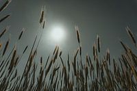 A view through the cornfield