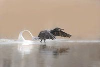 Cormorant takes off