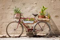 Bike with flowers in Provence
