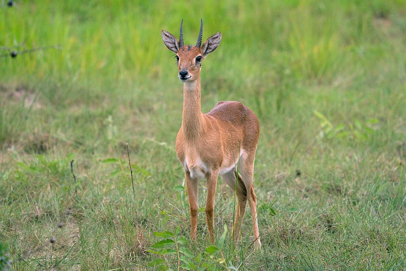 Oribi (Ourebia Ourebi), Uganda von Alexander Ludwig