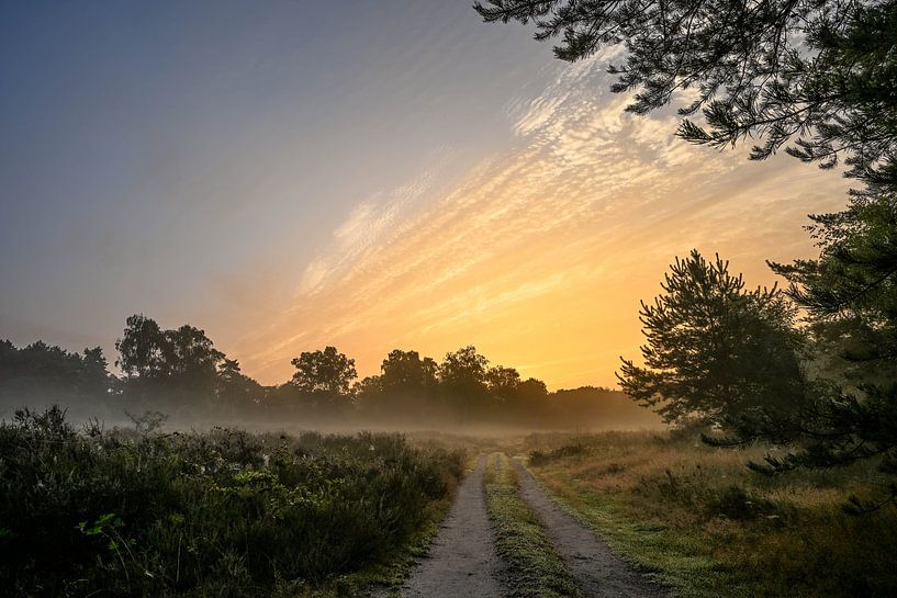 Wolfhezerheide part 130 van Tania Perneel