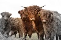 Schottische Highlander Gruppe 2-farbig